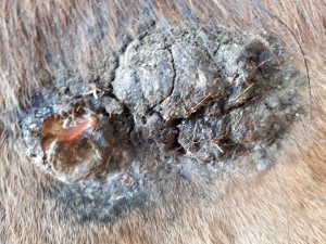 20190405_090319.jpg (5.59 MiB) 3282 mal betrachtet 5. April nach dem schmieren