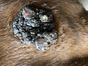 IMG_0606.jpeg