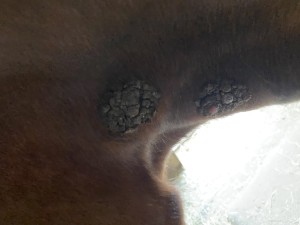 IMG_0607.jpeg