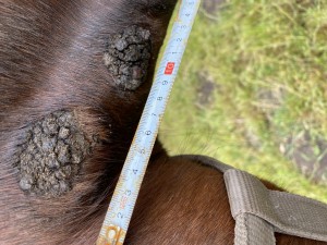 IMG_0620.jpeg