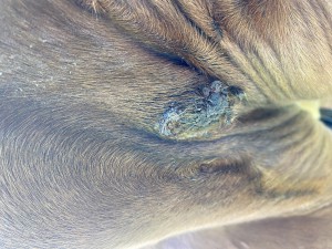 IMG_0616.jpeg