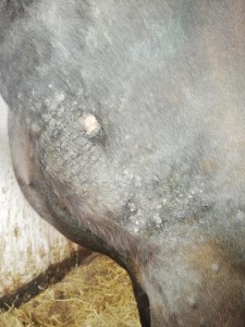 An der Schulter, wird jeden Tag geschmiert, manchmal schwarzer schorf manchmal rosa, jeden Tag geschmiert