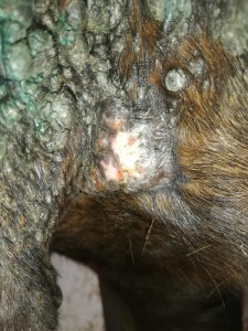 in der Sattelgurtlage linkes Bein, wo ich eigentlich nicht schmieren wollte habe, ich jetzt doch geschmiert mit 1:1 die Stellen öffnen sich, bzw. erhabene gnubbel bilden sich sind aber nicht offen. trotzdem weiter oder mal pur versuchen? Narbe hat Risse, soll habe die jetzt immer mitgeschmiert oder lieber in Ruhe lassen?