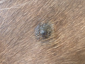 IMG_0664.jpeg
