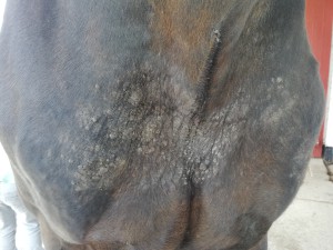 Stellen vorne an der Brust