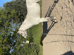 IMG_8601.jpeg