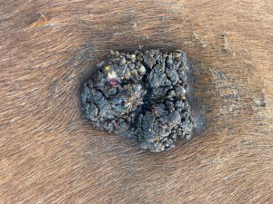 IMG_0632.jpeg