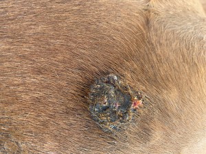 IMG_0633.jpeg