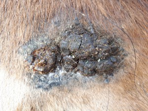 20190406_093916.jpg (6.98 MiB) 3428 mal betrachtet 6. April nach dem schmieren