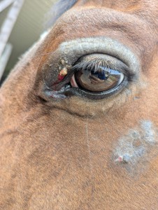 Auge und Backe 10.06.25