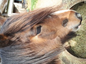 20190406_094004.jpg (9.45 MiB) 3428 mal betrachtet Mal ein Foto von dem ganzen Kopf