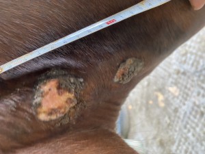 IMG_0648.jpeg (2.4 MiB) 1177 mal betrachtet Bild 1 Hals oberes