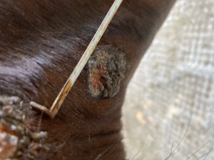 IMG_0650.jpeg (2.54 MiB) 1177 mal betrachtet Bild 2 Hals unteres