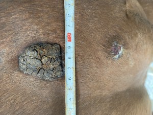 IMG_0652.jpeg (3.19 MiB) 1177 mal betrachtet Bild 3 Brust