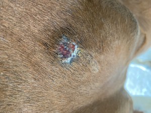 Bild 4 unter der Brust