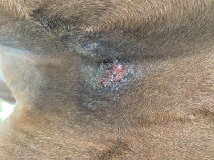 IMG_0654.jpeg (3.98 MiB) 1177 mal betrachtet Bild 5 zwischen den Beinen