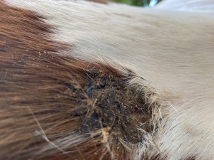 IMG_0655.jpeg (2.64 MiB) 1177 mal betrachtet Bild 6 Gurtlage