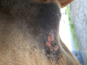 IMG_0656.jpeg (3.41 MiB) 1177 mal betrachtet Bild 7 Schlauchtasche vorne