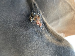 IMG_0657.jpeg (2.96 MiB) 1177 mal betrachtet Bild 8 Schlauchtasche hinten