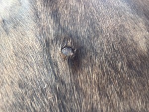 IMG_2866.jpeg