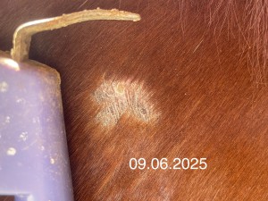 IMG_4063.jpeg (1.25 MiB) 574 mal betrachtet 09.06.2025