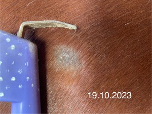 IMG_6125.jpeg