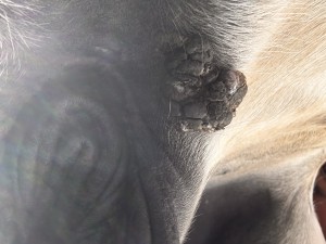 IMG_6259.jpeg