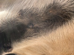 IMG_6261.jpeg