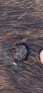IMG_2881.jpeg