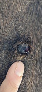 IMG_2884.jpeg