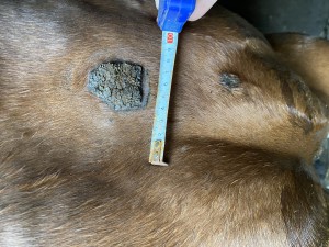 IMG_0678.jpeg (3.32 MiB) 1133 mal betrachtet Vom 26.06.