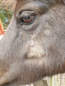 IMG-20250517-WA0004.jpg (675.69 KiB) 1525 mal betrachtet Mai 2025