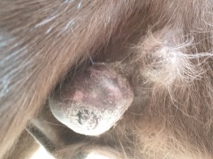 20250626_115932.jpg (3.45 MiB) 1525 mal betrachtet 27 Juni 2025, das kleinere Sarkoid ist unter Behaarung schlecht bildlich zu dokumentieren