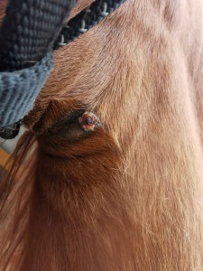 IMG_20250524_102845.jpg (4.79 MiB) 241 mal betrachtet Sarkoid nach etwas über 1 Woche salben