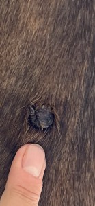 IMG_2886.jpeg