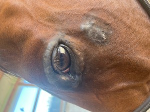 Auge_Backe 30.06.25