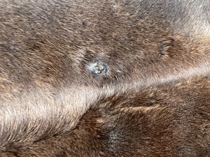 IMG_3668.jpeg