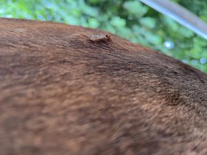 IMG_2922.jpeg
