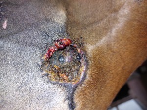 Rezidiv hinten Innenschenkel
