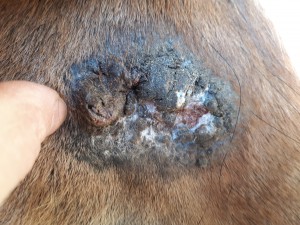 20190411_082451.jpg (5.31 MiB) 3408 mal betrachtet 11.April vor dem schmieren mit CompeX