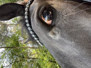IMG_0839.jpeg
