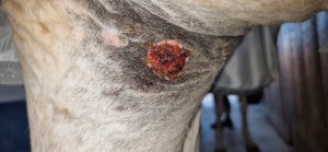 20250710_205419.jpg (2.61 MiB) 488 mal betrachtet 10.7.25