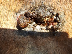 20190411_093427.jpg (7.96 MiB) 3408 mal betrachtet Halbe Stunde nach dem schmieren