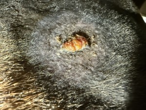 IMG_2432.jpeg