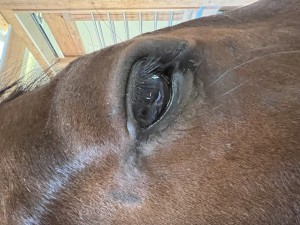 Die Stelle am Auge :(