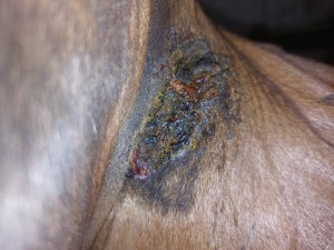 Vorderbein Achsel