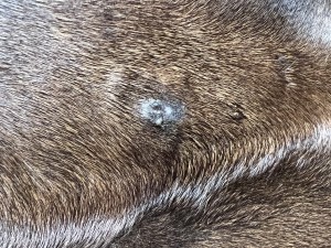 IMG_3983.jpeg