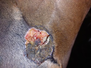 Rezidiv Hinterbein vorgestern, Knubbel weg