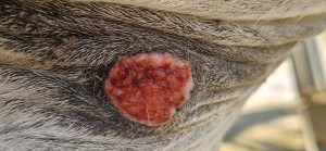 20250717_182412.jpg (2.19 MiB) 466 mal betrachtet 17.7.25