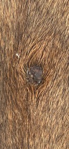 IMG_2951.jpeg